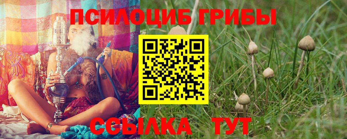 Новозыбков  Галлюциногенные грибы Magic Shrooms  что такое наркотик  Вход с VPN  Галлюциногенные грибы мицелий 